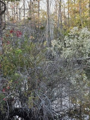 Fenwick-Hollowell Wetlands Trail