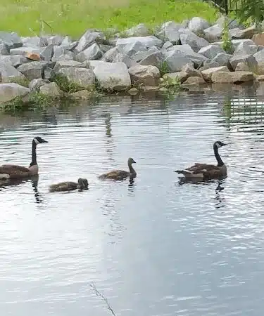 Fish Court Park - Elizabeth City, NC