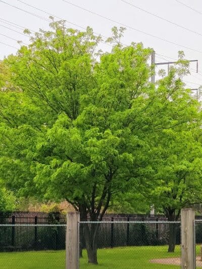 Fairmount Park - Elizabeth, NJ