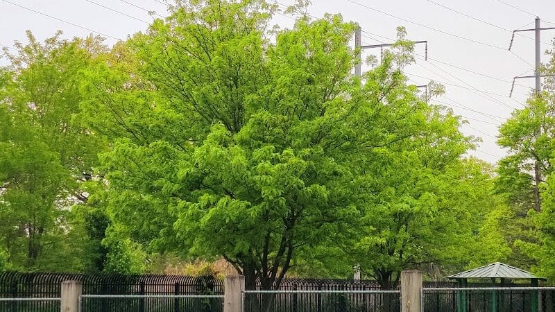 Fairmount Park - Elizabeth, NJ