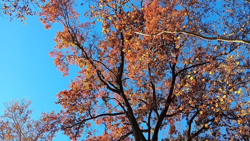 Kellogg Park - Elizabeth, NJ