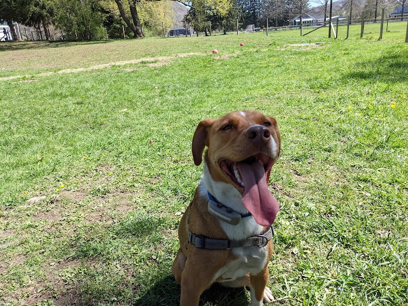 Elmers Dog Park - Ellicottville, NY