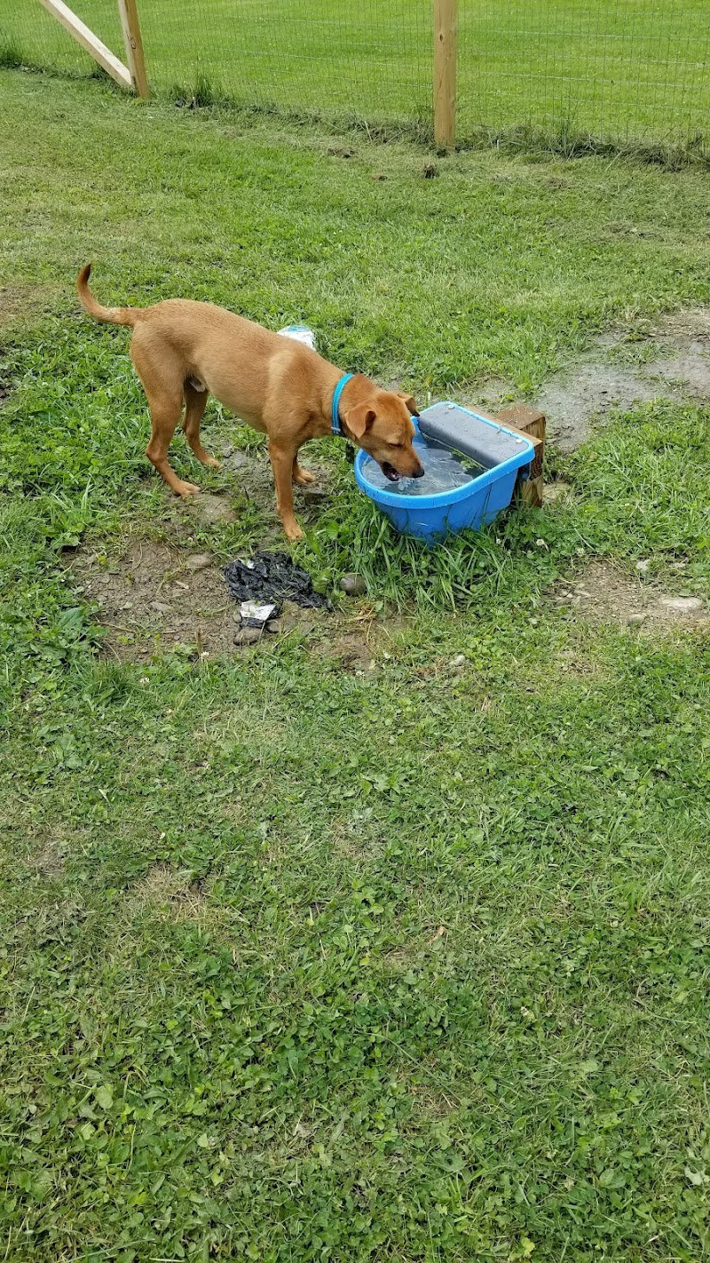 Elmers Dog Park - Ellicottville, NY