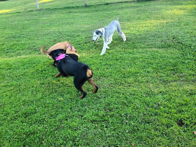 Elmers Dog Park - Ellicottville, NY