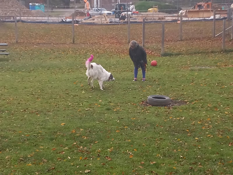 Elmers Dog Park - Ellicottville, NY