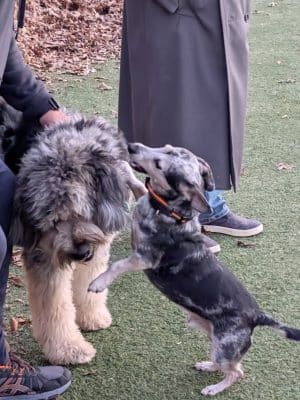 Bluebird Dog Park