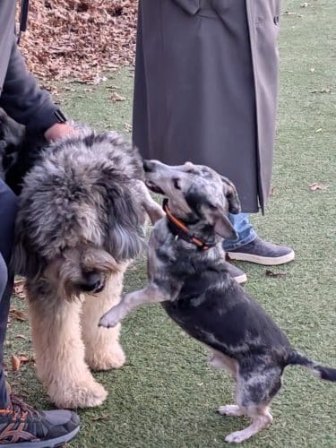 Bluebird Dog Park