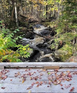 Meadowbrook Forest - Blue Hill Heritage Trust