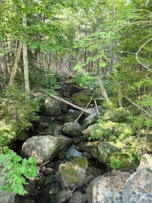 Meadowbrook Forest - Blue Hill Heritage Trust