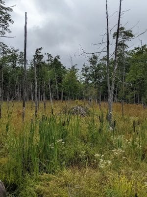 Meadowbrook Forest - Blue Hill Heritage Trust