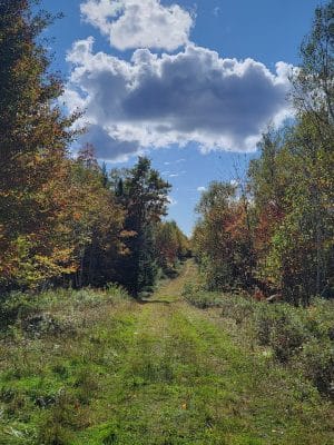 Meadowbrook Forest - Blue Hill Heritage Trust