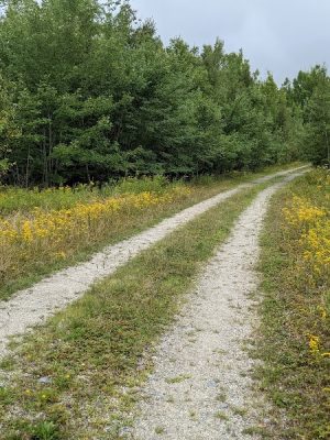 Meadowbrook Forest - Blue Hill Heritage Trust