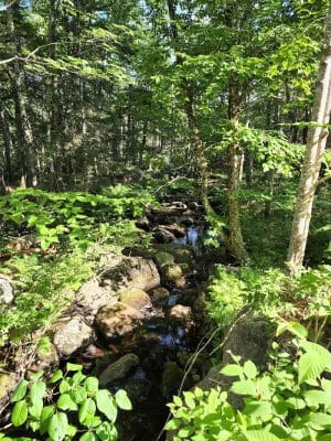 Meadowbrook Forest - Blue Hill Heritage Trust
