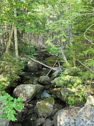 Meadowbrook Forest - Blue Hill Heritage Trust