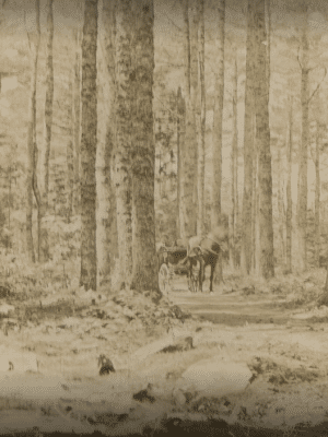 Woodlawn Grounds and Trails