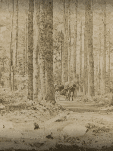 Woodlawn Grounds and Trails