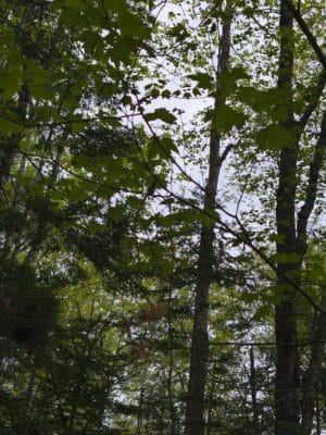 Woodlawn Grounds and Trails