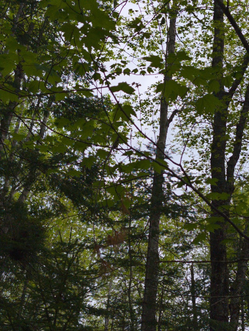 Woodlawn Grounds and Trails - Ellsworth, ME
