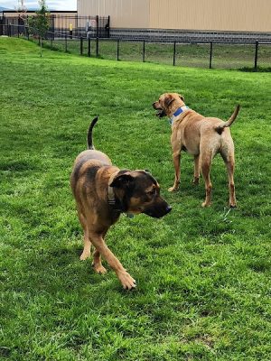 Martin Family Dog Park - Elma, WA