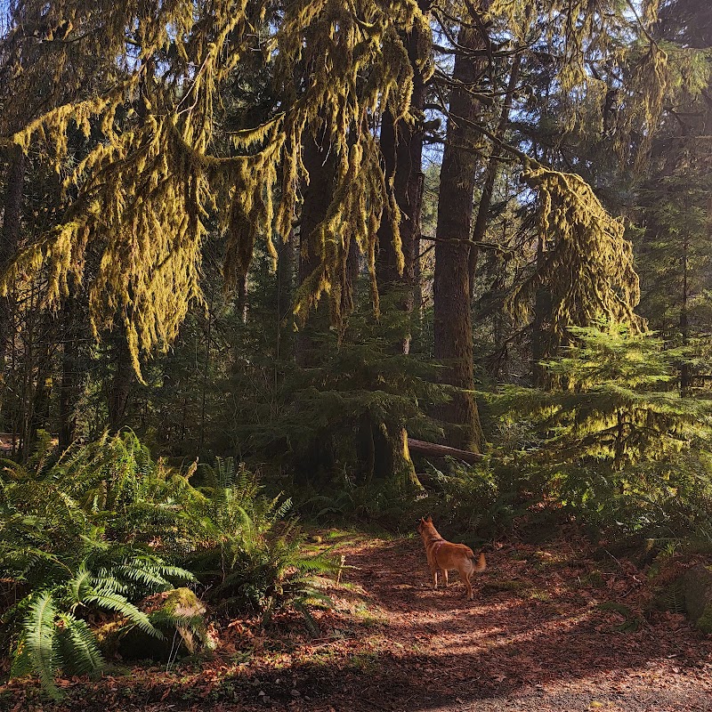 Porter Creek Campground - Elma, WA