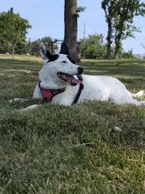 Canine Corner