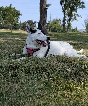 Canine Corner