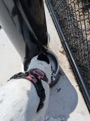 Canine Corner