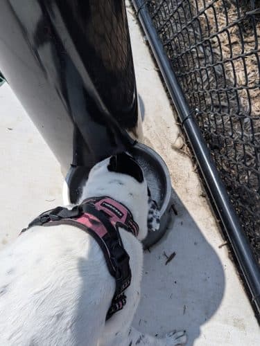 Canine Corner