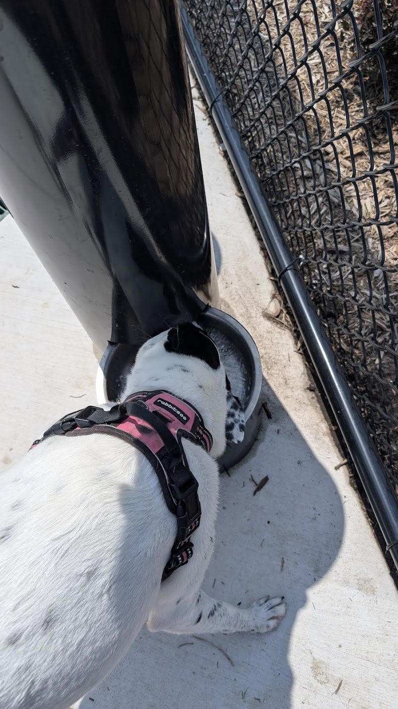 Canine Corner - Elmhurst, IL