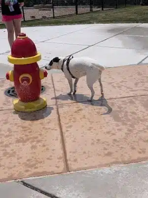 Canine Corner