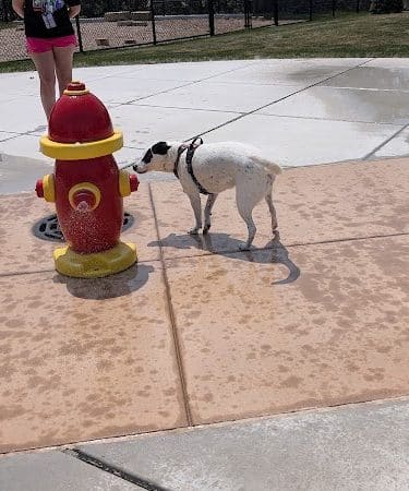 Canine Corner