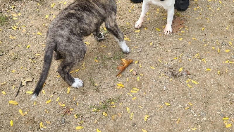 Elmsford Dog Park - Elmsford, NY
