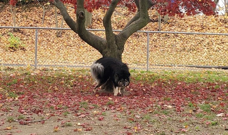 Elmsford Dog Park - Elmsford, NY