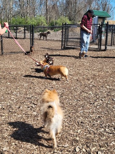 The Enfield Dog Park