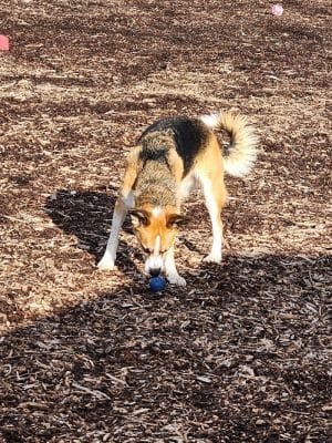 The Enfield Dog Park - Enfield, CT