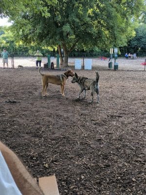 The Enfield Dog Park - Enfield, CT