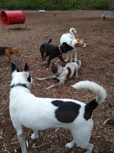 The Enfield Dog Park