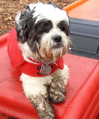 The Enfield Dog Park