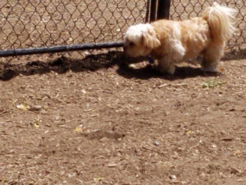 The Enfield Dog Park - Enfield, CT