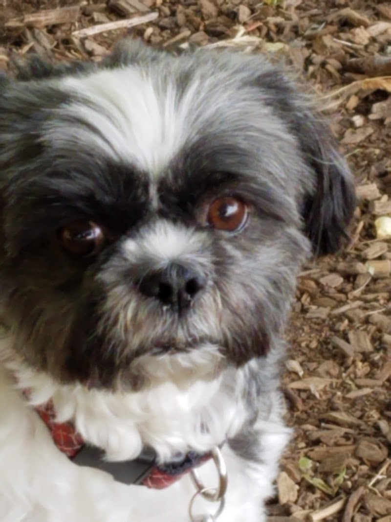 The Enfield Dog Park - Enfield, CT