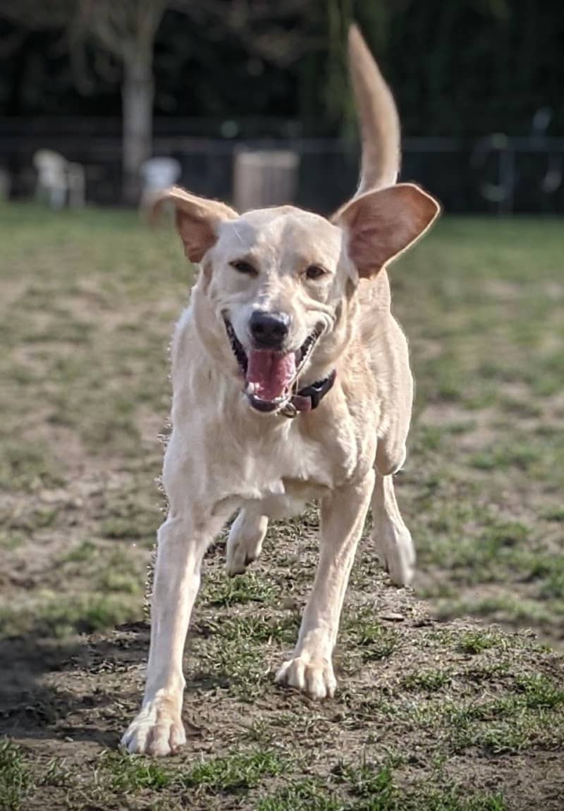 Enumclaw Dog Park - Enumclaw, WA