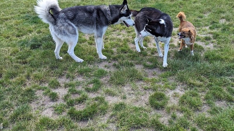 Enumclaw Dog Park - Enumclaw, WA