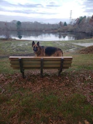Paw Dog Park - Essex, CT