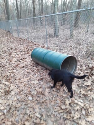 Paw Dog Park - Essex, CT