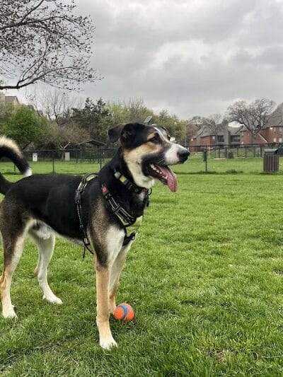 Euless Dog Park - Euless, TX