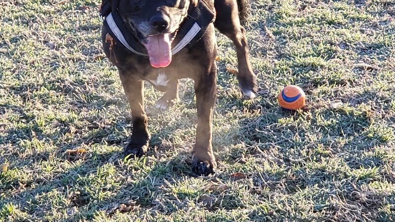 Euless Dog Park - Euless, TX