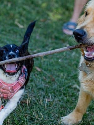 Earthborn Holistic Dog Park