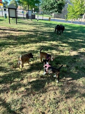 Earthborn Holistic Dog Park