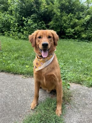 Earthborn Holistic Dog Park