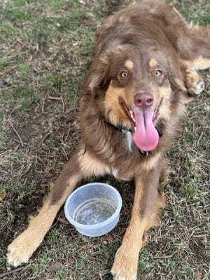 Earthborn Holistic Dog Park